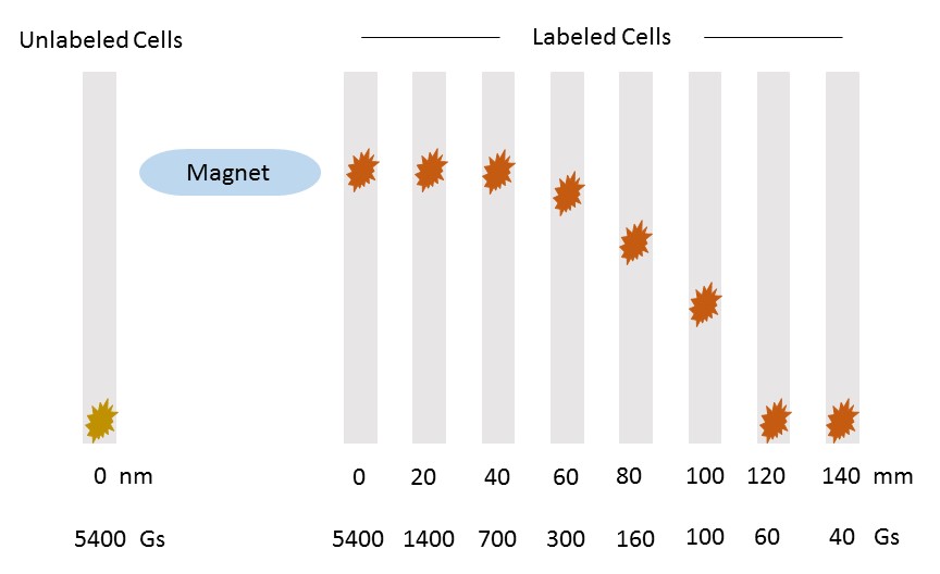 Magnetic targeting of therapeutic cells