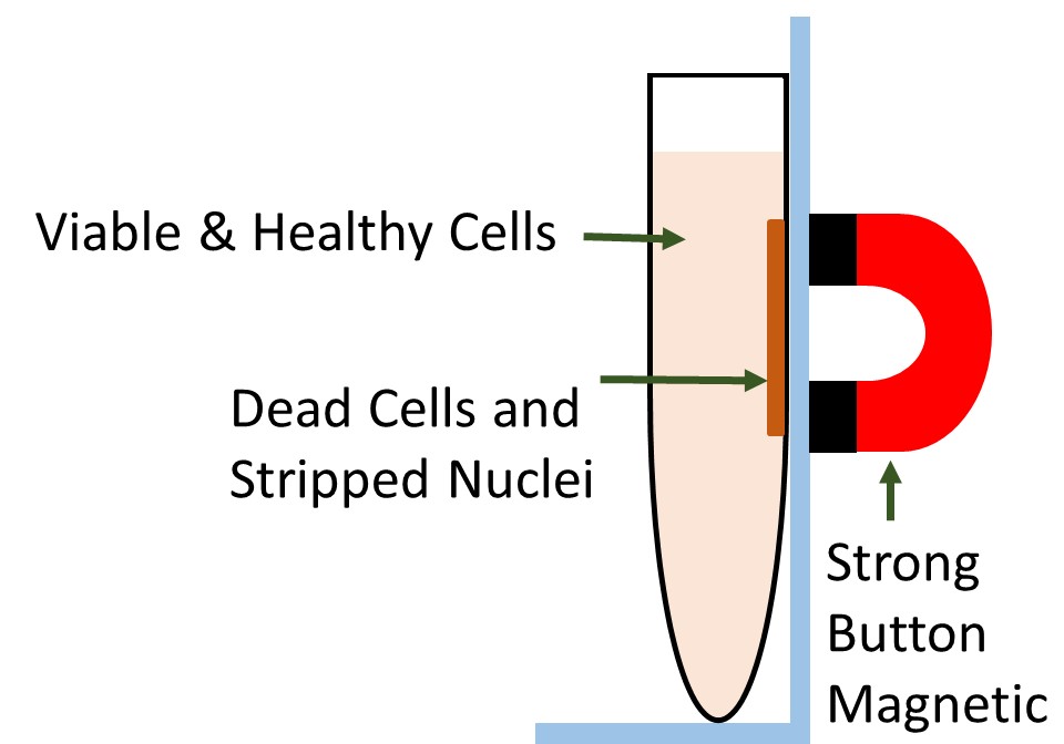 Dead cell purification product